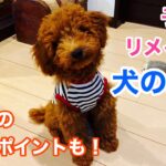 【犬服の作り方】子供服をリメイクしてお安く簡単に！