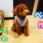 【犬服】前開きウールベストの作り方