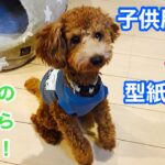 【大型犬もOK！】人間用Tシャツから型紙なしで犬服