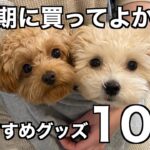 子犬期に買ってよかったおすすめ犬グッズ10選！【マルプー/チワプー】