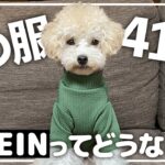 【安い！】犬服を今話題の通販で爆買いしてみた【トイプードル】