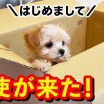 【お迎え初日】生後76日の可愛すぎるチワプーの子犬がやってきた！