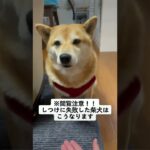 しつけに失敗した柴犬の末路