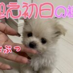 【手のひらサイズ！？】“超小型犬“をお迎えした日の様子【生後2ヶ月未満】