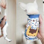 ズボラな私が適当に靴下で犬服を作ってみたら【チワワ】【子犬】【極小チワワ】【犬】【dog】【chihuahua】【多頭飼い】