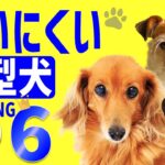 飼いにくい犬　小型犬ランキング6位