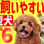 飼いやすい犬　小型犬ランキング6位＋あのワンちゃん！