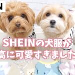 【SHEIN】激安なのに可愛い！SHEINの犬服を正直レビュー！失敗しないコツも紹介しています♪