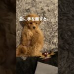 可愛すぎる子犬【トイプードル】