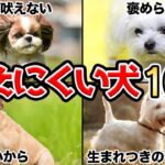 【初めてのお迎え】飼う前必見！吠えにくい小型犬10選