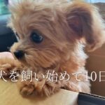 【ご報告】家族が増えました🧸| 子犬を飼い始めて10日間🏠|子犬と過ごすOLの日常💄| vlog