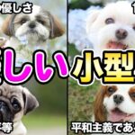 【小型犬編】トレーナーが初心者にオススメする優しい犬4選！