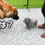 威嚇して吠えまくる犬を大型犬に差し出した結果がこちら