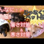 【犬服紹介】小型犬お洋服 #ミニチュアダックスフンド #チワックス #キャバシュナ