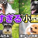 【飼うのが大変？】賢くて知能の高い小型犬5選！！