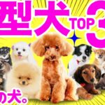 初めて飼うなら❤️小型犬人気ランキングTOP30】〜性格や飼いやすさも解説