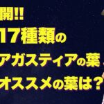 【アガスティアの葉 種類】アガスティアの葉には17種類あってその17種類を解説して一番オススメする葉も解説しました