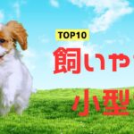 【初心者におすすめ】手間いらずの小型犬10選